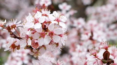 Close up of blooming white cherry tree flowers swaying in gentle spring win.. 스톡 동영상 339342502