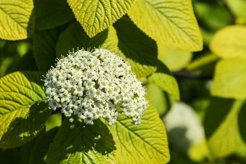Close up of blooming white crape myrtle flower and buds. Branches of a flowering Stock Photos