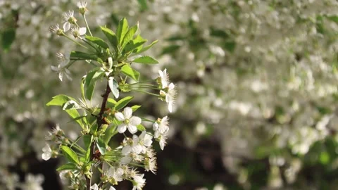 Close-up of blooming white flowers on a tree branch Stock Footage 296832420