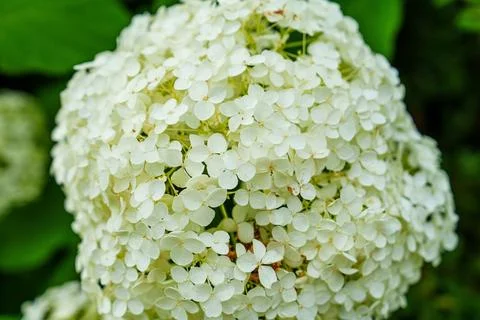 Close-up of a blooming white hydrangea flower against green leaves, showcasin Stock Photos