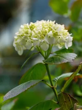 Close up of a blooming white hydrangea flower Stock-Fotos