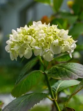 Close up of a blooming white hydrangea flower Stock Photos