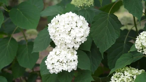 Close-up of blooming white hydrangea flowers in a garden during sunny summer Stock Footage 335442091