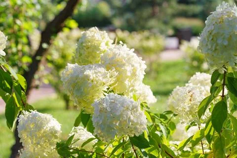 Close up of blooming white hydrangea paniculata flowers in sunny garden wit.. Foto stock