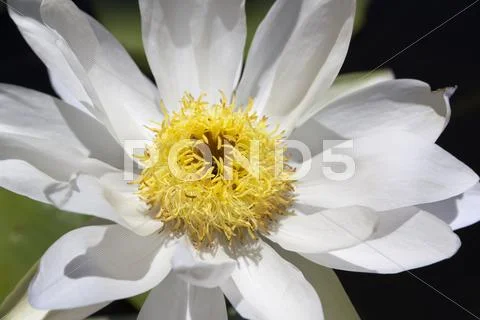 Close up blooming white lotus Stock Photos
