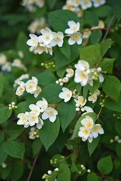 A close-up of the blooming white mock orange Stock Photos