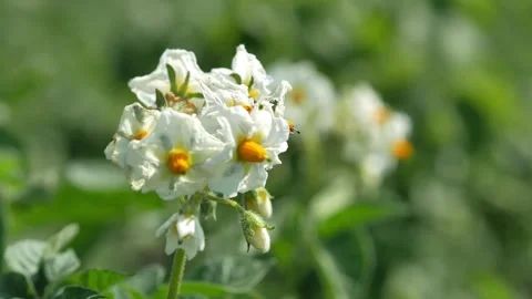 Close-up of blooming white potatoes in sunny weather in the garden or in the fie Stock Footage 260164787