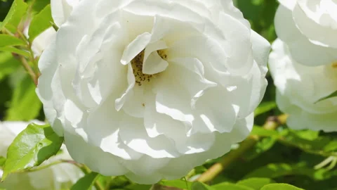Close-up of a blooming white rose in the garden in the sun Video stock 340754932