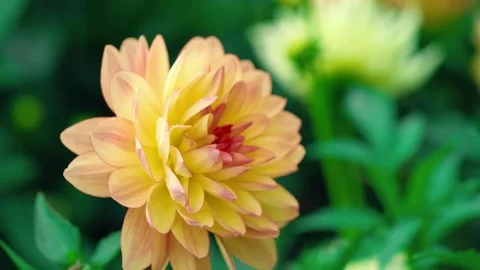 Close-up of a blooming yellow and peach dahlia flower Stock Footage 346383625