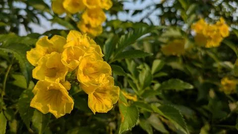 Close Up of Blooming Yellow Bells Tecoma Stans Flowers in Sunlight Fotos de archivo