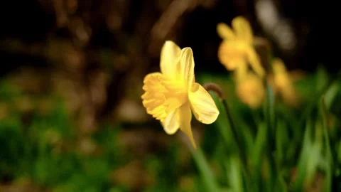 A close-up of a blooming yellow daffodil flowers in spring, surrounded by green Stock Footage 316617097