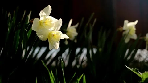 A close-up of a blooming yellow daffodil flowers in spring, surrounded by green Stock Footage 316617175