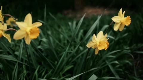 A close-up of a blooming yellow daffodil flowers in spring, surrounded by green Stock Footage 316617705