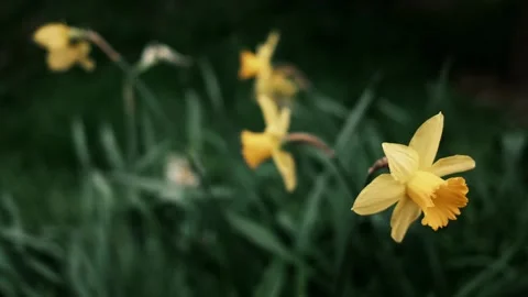 A close-up of a blooming yellow daffodil flowers in spring, surrounded by green Stock Footage 316617732