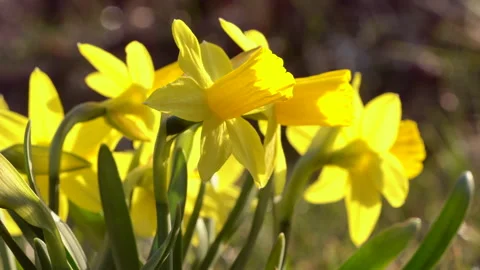 Close-up of blooming yellow daffodils in spring sunlight. Stock Footage 335934261
