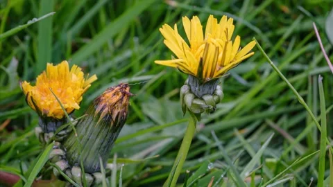 Close up of blooming yellow dandelion flower Stock Footage 154040718