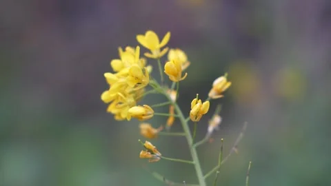 Close-up of blooming yellow rapeseed flowers Stock Footage 263102175