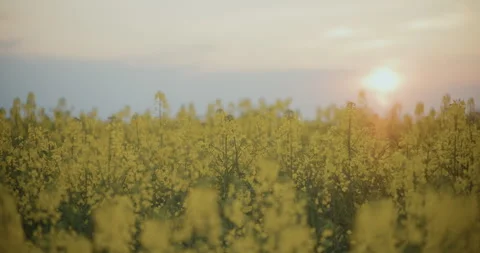 Close-up of Blooming Yellow Rapeseed at Sunset Stock Footage 308259626