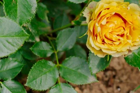 Close-up of a blooming yellow rose surrounded by green leaves Stock Photos