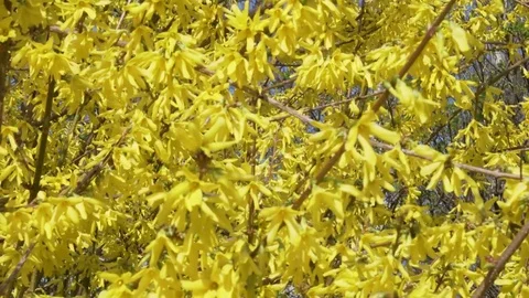 Close Blooms of Forsythia, spring Stock Footage 74079881