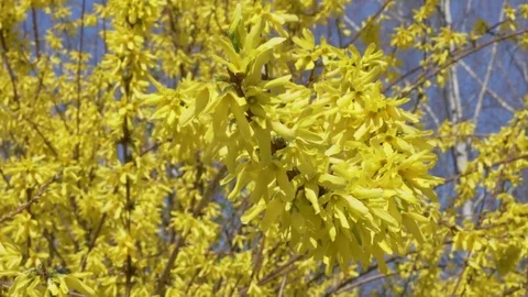 Close Blooms of Forsythia, spring Stock Footage 74079889