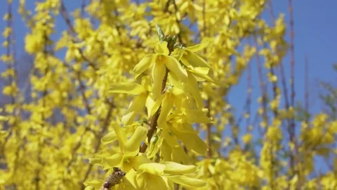 Close Blooms of Forsythia, spring Stock Footage 74079897