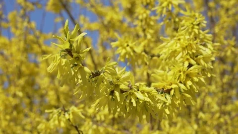 Close Blooms of Forsythia, spring Stock Footage 74079898