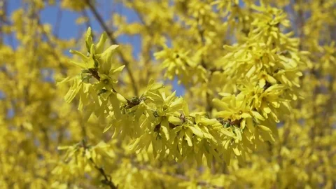 Close Blooms of Forsythia, spring Stock Footage 74079903