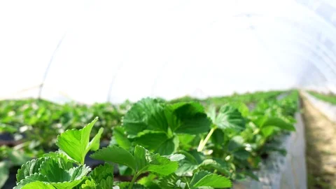 Close up of a bloomy strawberry Stock Footage 74389419