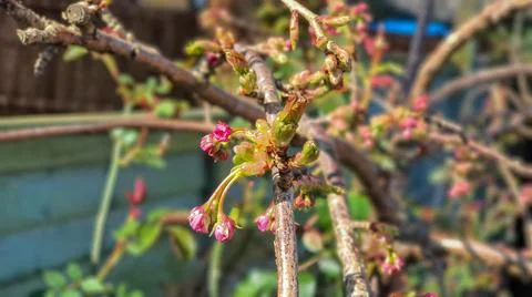 Close up of blossom on a branches 스톡 사진