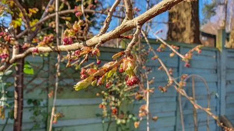 Close up of blossom on a branches 写真素材