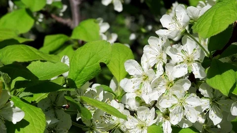 Close-up:  Blossom cherry trees with white petals in a wind Stock Footage 89850469