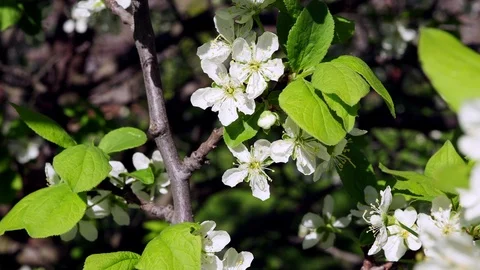 Close-up:  Blossom cherry trees with white petals in a wind Stock Footage 89851240
