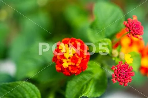 Close-up of blossom colorful exotic flowers on a green out of focus backgroun Stock Photos