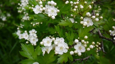 Close up blossom of flowers of hawthorn swaying and out of focus green Stock Footage