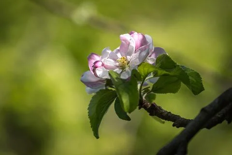 A close up of blossom in springtime Stock Photos