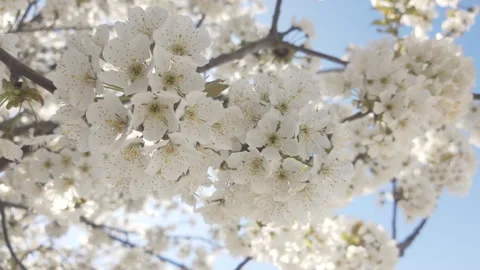 Close-up of blossom Wild Cherry Tree covered with white flowers swaying in wind Stock Footage 321274231