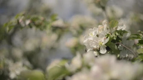 Close Up of a Blossoming Apple tree flower Stock Footage 63613807