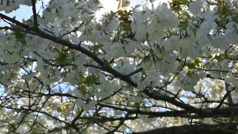 Close-up of blossoming branches of cherry or apple tree, white flowers. Stock Footage 247279464