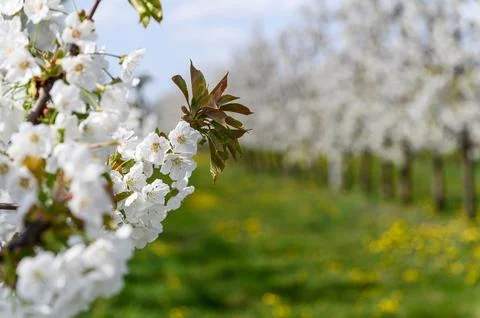 Close-up of a blossoming cherry branch. Stock Photos