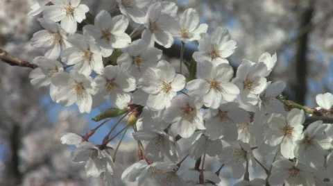 Close-Up of Blossoming Cherry Tree Stock Footage 706826