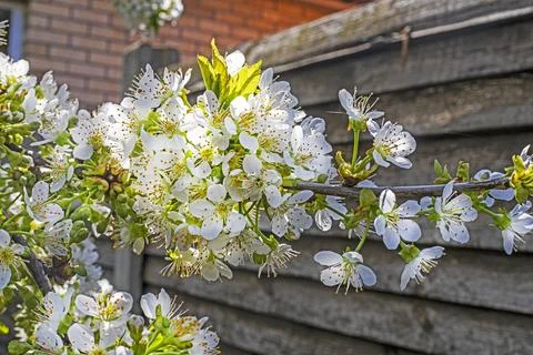 Close-up of a blossoming cherry tree near a house. Proper pruning of fruit .. Stock Photos