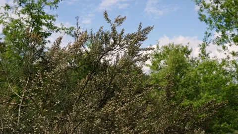 Close up Blossoming Pine Tree with Blue Sky Stock Footage 283855539