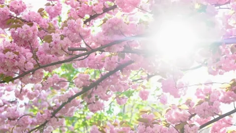 Close up of blossoming pink sakura branches in evening sunlight Stock Footage 153173717