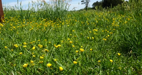 A close-up of a blossoming rapeseed field with selective focus, highlightin.. Stock Footage 240692700