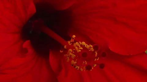 Close-up of a blossoming red flower Stock Footage 51007625