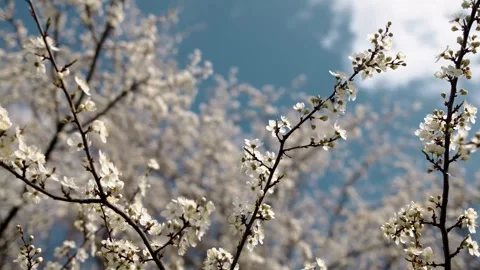 Close-up of a blossoming tree branch with delicate white flowers, blue sky and Stock Footage 316615856