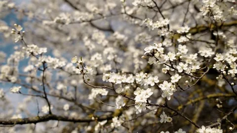 Close-up of a blossoming tree branch with delicate white flowers, blue sky and Stock Footage 316616567