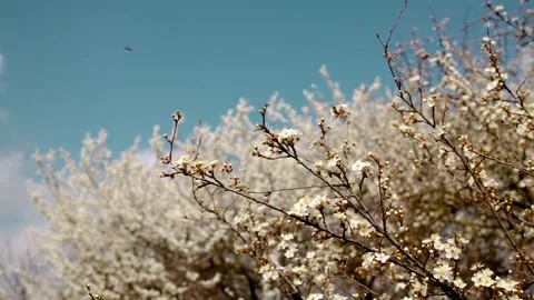 Close-up of a blossoming tree branch with delicate white flowers, blue sky and Stock Footage 316617041