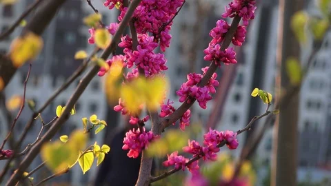 Close-up blossoming trees, springtime Stock-Footage 88228930